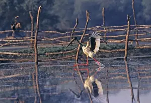 Black Necked Prints: Black-necked Stork fishing, Keoladeo National Park, India