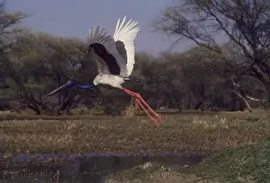 Black Necked Prints: Black-necked Stork - in flight Keoladwo National Park, India