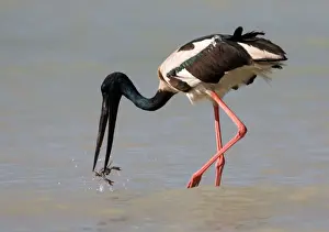 Black-necked Stork / Jabiru- catching a crab At Roebuck Bay, Broome, Western Australia. Inhabits coastal areas and inland wetlands. Sometimes in small patches of ephemeral water and pools in otherwise dry rivers