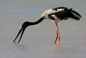 Black-necked Stork / Jabiru - catching prey