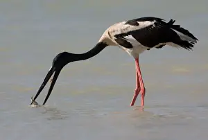 Black-necked Stork / Jabiru - catching prey At Roebuck Bay, Broome, Western Australia. Inhabits coastal areas and inland wetlands. Sometimes in small patches of ephemeral water and pools in otherwise dry rivers