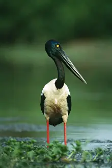 Black Necked Prints: Black-necked Stork / Jabiru Fishing, Kakadu National Park, Northern Territory, Australia