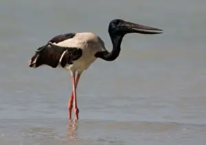 Jabiru Prints: Black-necked Stork / Jabiru - gulping down prey At Roebuck Bay