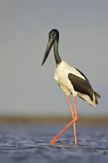 Images Dated 22nd July 2009: Black-Necked Stork / Jabiru / Korrorook / Monti - male wading in shallow seawater over tidal