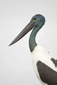 Black-Necked Stork / Jabiru / Korrorook / Monti - male - Queensland - Australia