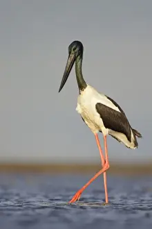 Black-Necked Stork / Jabiru / Korrorook / Monti - male wading in shallow seawater over tidal mudflats - Queensland - Australia