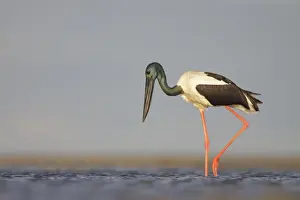 Black-Necked Stork / Jabiru / Korrorook / Monti - male wading in shallow seawater over tidal mudflats - Queensland - Australia