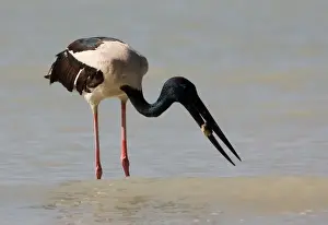 Jabiru Prints: Black-necked Stork / Jabiru - with prey At Roebuck Bay