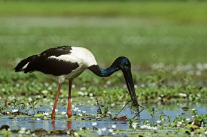 Images Dated 28th June 2007: Black-necked Stork / Jaribu - male Kakadu National Park, Northern Territory, Australia