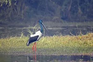 Black Necked Prints: Black-Necked Stork - Keoladeo Ghana National Park - Bharatpur - Rajasthan - India BI018371