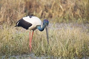Black-Necked Stork - searching for food