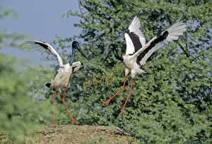 Black Necked Prints: Black-necked Storks - Performing courtship dance Keoladeo National Park, India