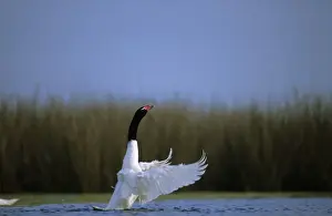 Black Necked Prints: Black-necked Swan Breeding site ( pond with Scirpus vegetation) Argentine Pampa