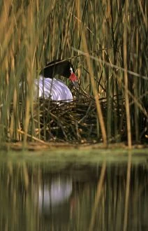 Black-necked Swan female on the nest - Breeding site ( pond with Scirpus vegetation), september