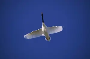 Black Necked Prints: Black-necked Swan - In flight Argentine Pampa