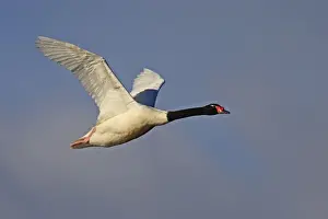Black-necked Swan - in flight. Magallanes Peninsula - Patagonia - Argentina