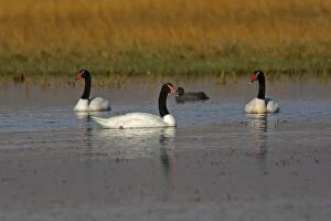Images Dated 8th April 2009: Black-necked Swan. Magallanes Peninsula - Patagonia - Argentina