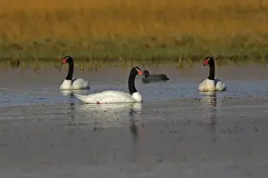 Black-necked Swan. Magallanes Peninsula - Patagonia - Argentina