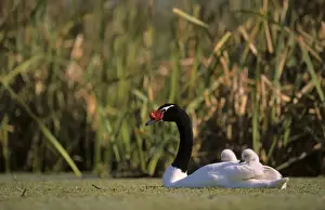 Black-necked Swan male with 3-9 days's chicks Breeding site ( pond with Scirpus vegetation) september Argentine Pampa
