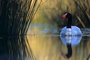 Black-necked Swan male - Breeding site ( pond with Scirpus vegetation)