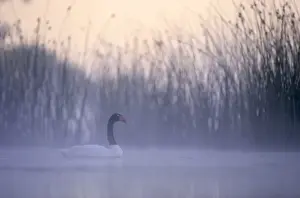 Sympathy Prints: Black-necked Swan male Breeding site ( pond with Scirpus vegetation) Argentine Pampa