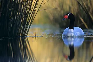 Black-necked Swan male Breeding site ( pond with Scirpus vegetation) Argentine Pampa