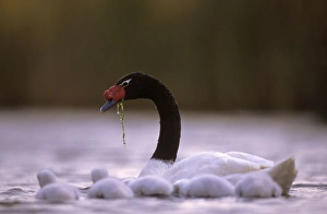 Black-necked Swan male