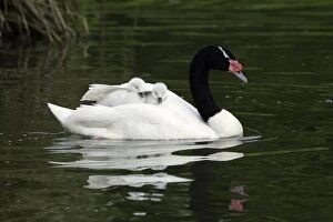 Black-necked Swan - parent bird transporting 2 cygnets on its back