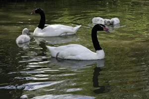 Black-necked Swan - parents with cygnets on lake