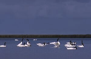 Black-necked Swan - Postbreeding gathering (summer-autumn)