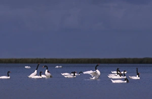 Black Swan