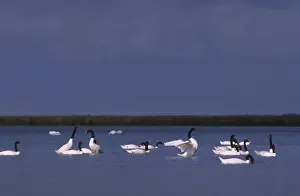 Black Necked Prints: Black-necked Swan Postbreeding gathering ( summer-autumn) Argentine Pampa