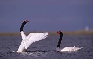 Black-necked Swan - prebreeding display