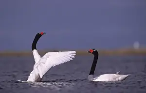 Black Necked Prints: Black-necked Swan prebreeding display Argentine Pampa