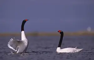 Black Necked Prints: Black-necked Swan prebreeding display (june) Argentine Pampa