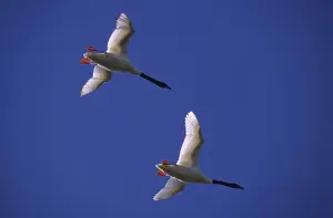 Black-necked Swans - In flight Argentine Pampa