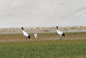 Images Dated 21st March 2006: Black-necked / Tibetan Crane - pair in field with chick. Ladakh, Jammu and Kashmir, India