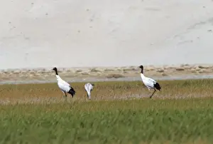 Black Necked Prints: Black-necked / Tibetan Crane - pair in field with chick. Ladakh, Jammu and Kashmir, India