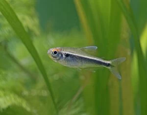 Black neon tetra - side view, tropical freshwater