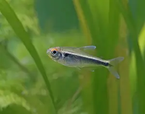 Aquarium Prints: Black neon tetra – side view, tropical freshwater Brazil 002850