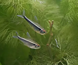 Black neon tetras – side view, tropical freshwater Brazil 002848