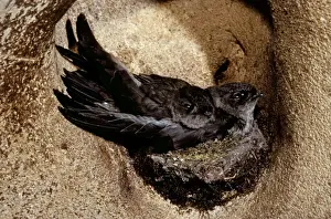 Cave Prints: Black-nest Swiftlet - in cave, Borneo
