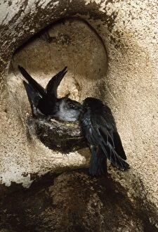 Images Dated 9th September 2009: Black-nest Swiftlet Gomantong Caves, Sabah, Borneo