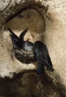 Black-nest Swiftlet Gomantong Caves, Sabah, Borneo