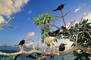 Anous Gallery: Black Noddy Terns - on tree