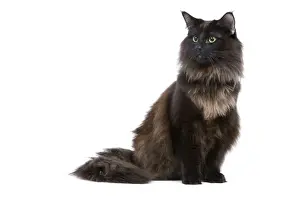 Black Norwegian Forest Cat - in studio