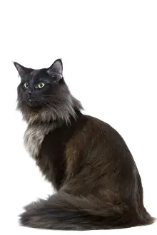 Black Norwegian Forest Cat - in studio