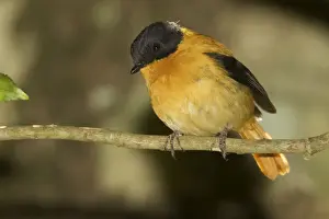 Flycatcher Prints: Black and Orange Flycatcher At Ootacamund Botanic Gardens, Tamil Nadu, India