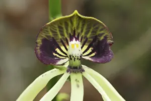Purple Prints: Black Orchid - national flower of Belize Belize