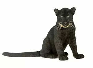 Images Dated 27th September 2011: Black Panther - cub - 16 weeks